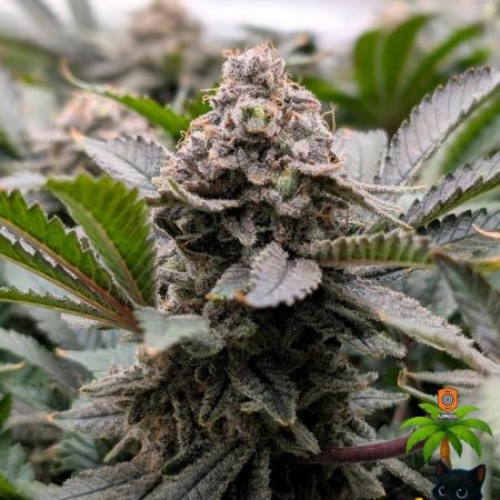 The Dreamy, Pineapple Dream - Catlife420