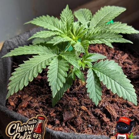 Cherry Cola RF3 to wash it down