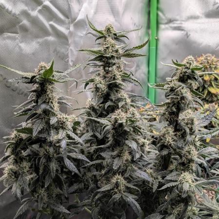 Dream Sherbet