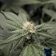 FEM 11 Photo Tester - Catlife420