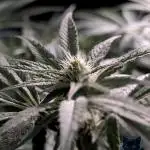 Twinning with Apples and Bananas