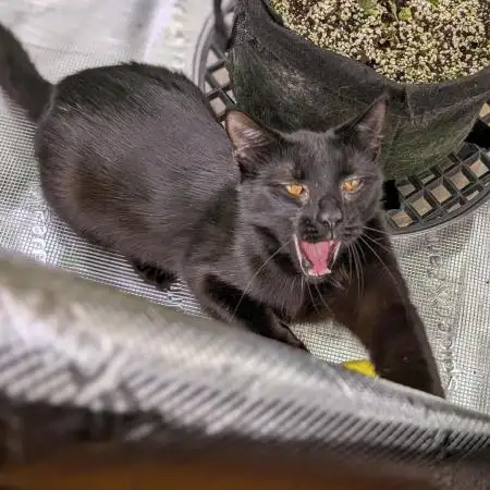 Clementine Slush - Catlife420