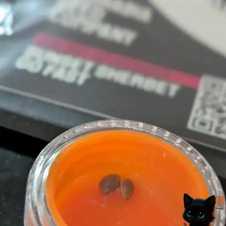 Sunset Sherbet GF (MY TURN) - Catlife420