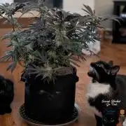 Sunset Sherbet GF (MY TURN) - Catlife420