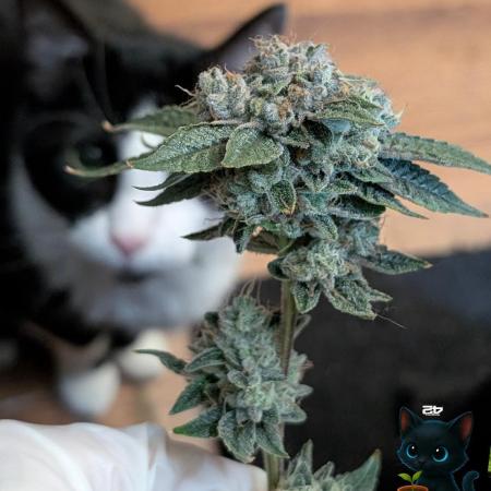 FEM 9 Photo Tester - Catlife420