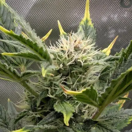 Gnomo Auto