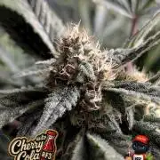 Cherry Cola RF3 to wash it down