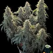 Apple Fritter STRNG style