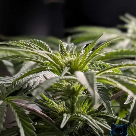 Twinning with Apples and Bananas