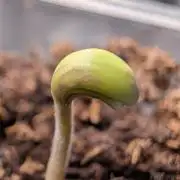 Guava Runtz Auto