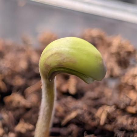 Guava Runtz Auto