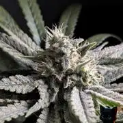 Sunset Sherb Go Fast