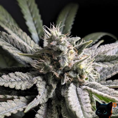 Sunset Sherb Go Fast