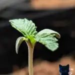 FEM 11 Photo Tester - Catlife420