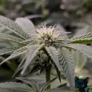 FEM 9 Photo Tester - Catlife420