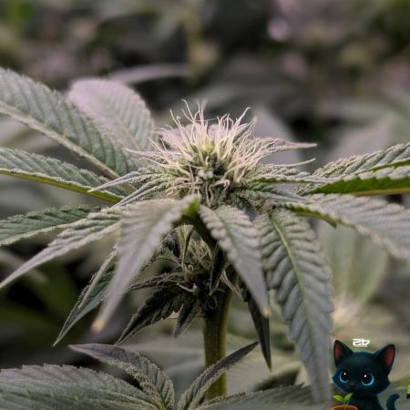 FEM 9 Photo Tester - Catlife420