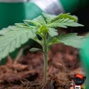 Cherry Cola RF3 to wash it down