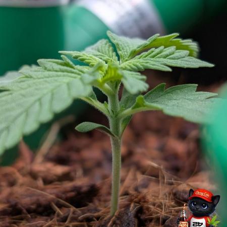 Cherry Cola RF3 to wash it down