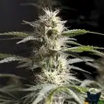 Apple Fritter STRNG style