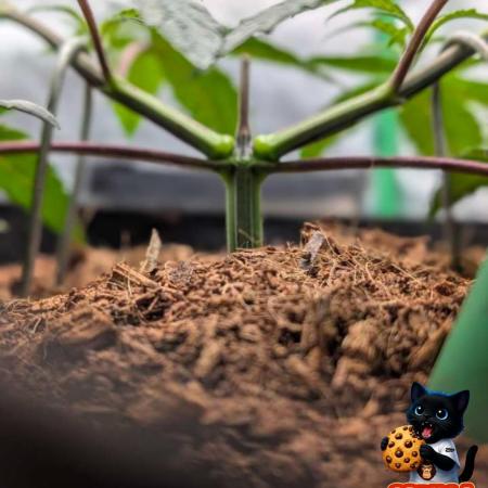 Fast Gorilla Cookies