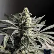 Twinning with Apples and Bananas