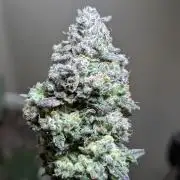 Gettin Frosty with Da Boys