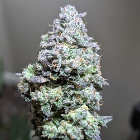 Gettin Frosty with Da Boys