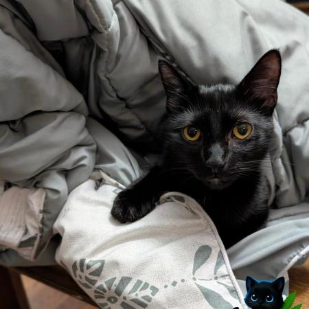 Sunset Sherbet GF (MY TURN) - Catlife420