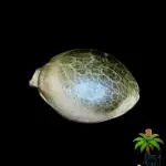 The Dreamy, Pineapple Dream - Catlife420