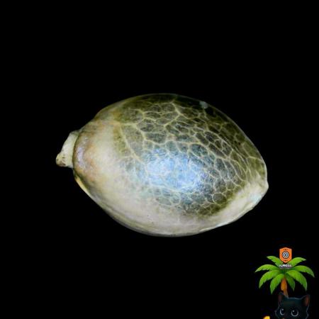 The Dreamy, Pineapple Dream - Catlife420