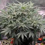 Cherry Cola RF3 to wash it down