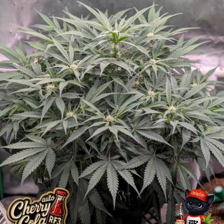 Cherry Cola RF3 to wash it down