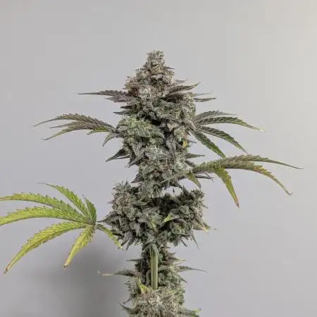 Eternity Grow Cup