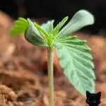 Sunset Sherbet GF (MY TURN) - Catlife420