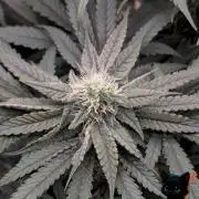 Sunset Sherb Go Fast