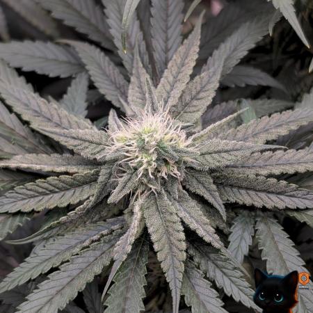 Sunset Sherb Go Fast