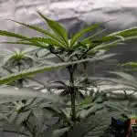 Sunset Sherb Go Fast