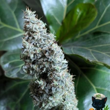 Apple Fritter STRNG style