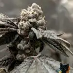 Clementine Slush - Catlife420