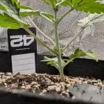 Gettin Frosty with Da Boys