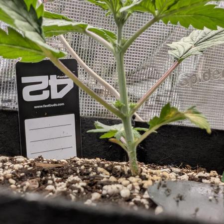 Gettin Frosty with Da Boys