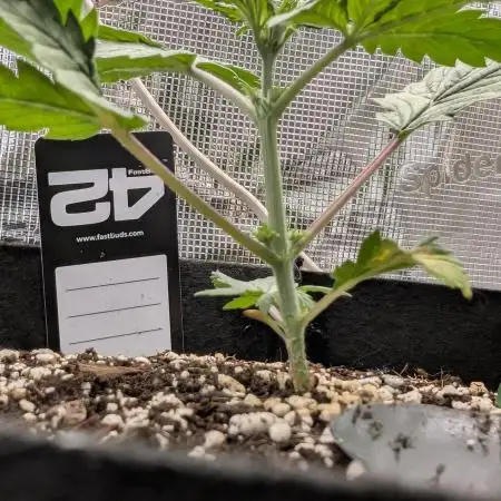 Gettin Frosty with Da Boys