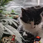 Cherry Cola RF3 to wash it down