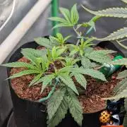 Fast Gorilla Cookies