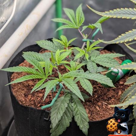 Fast Gorilla Cookies