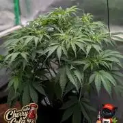 Cherry Cola RF3 to wash it down