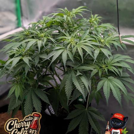 Cherry Cola RF3 to wash it down