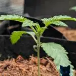 FEM 11 Photo Tester - Catlife420