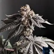 FEM 11 Photo Tester - Catlife420