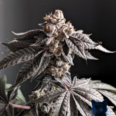 FEM 11 Photo Tester - Catlife420